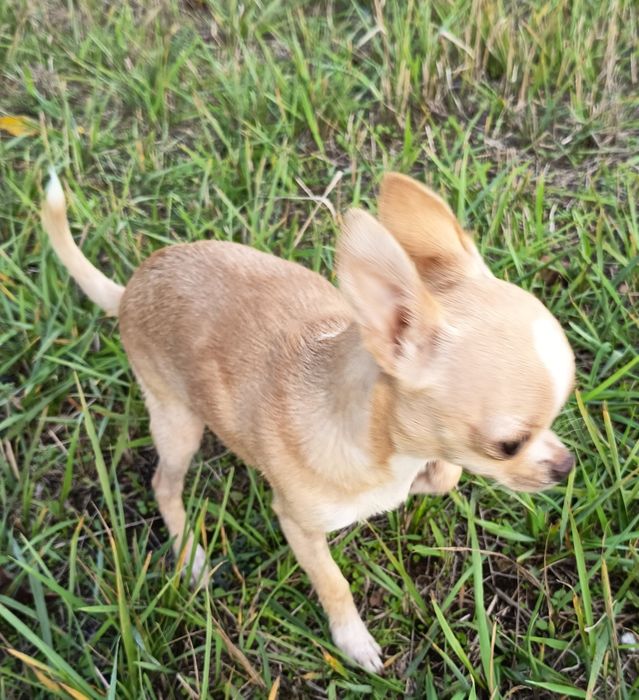 Маленькая охрана