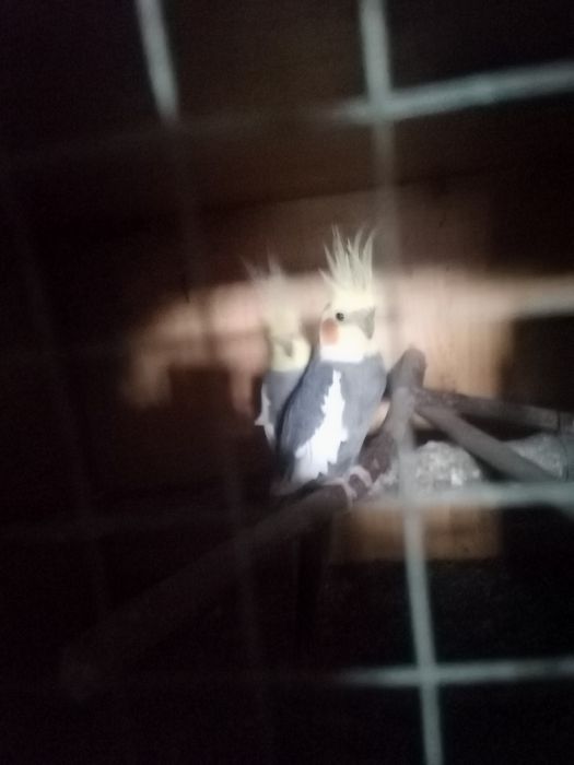 Troco caturras machos