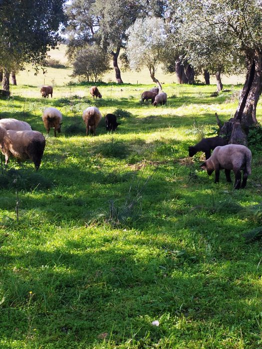 Borregos cruzados suffolk