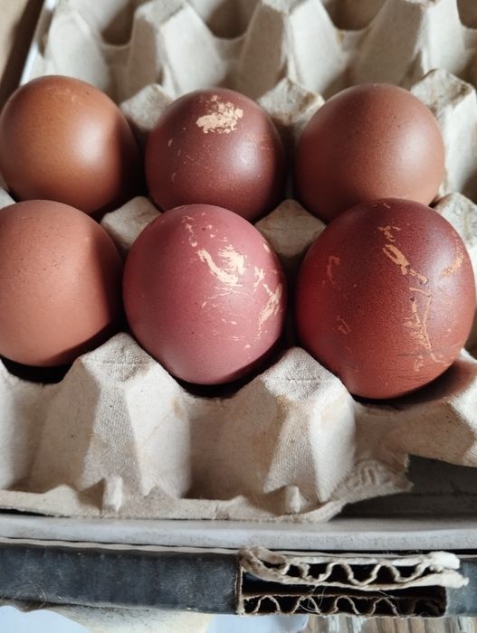 Marans Ovos Férteis