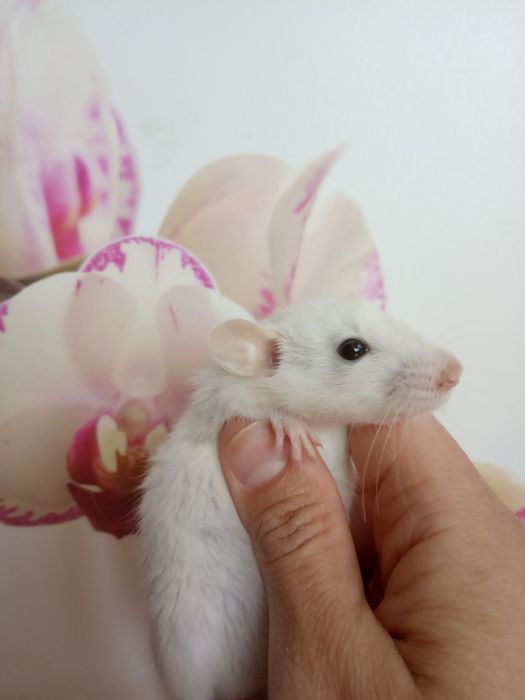 Дамбо стандарт добрі криси щурики Рекс крыса клетка доставка