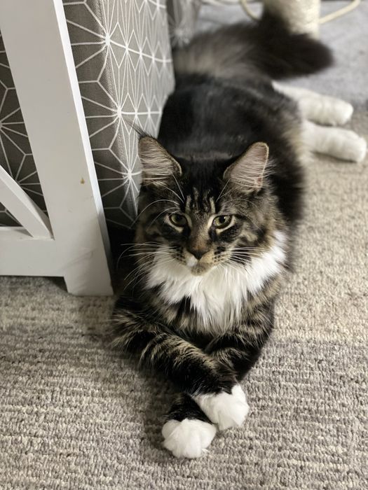 Котята чистокровные Мейн Кун