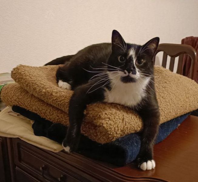 Отдадим кота по кличке Жужик