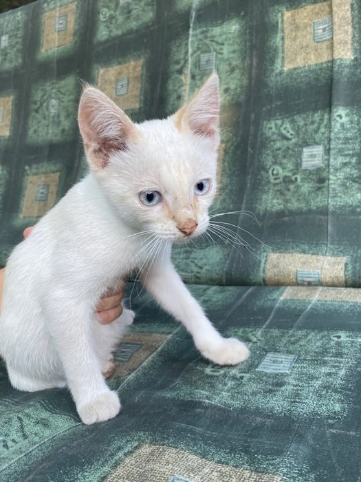 Котята метисы Сибирской