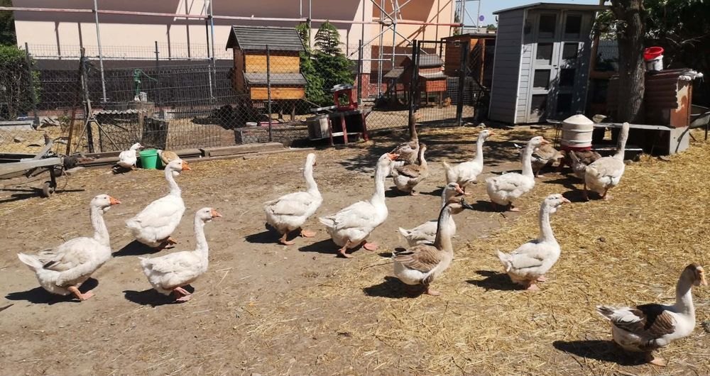 Chołmogor, chołmogory, gęsi, gąsiory, gęś