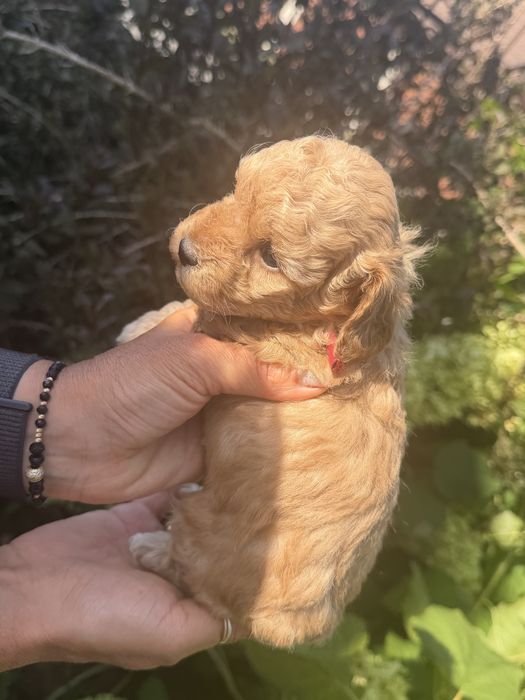 Cudowna sunia maltpoo- rezerwacja
