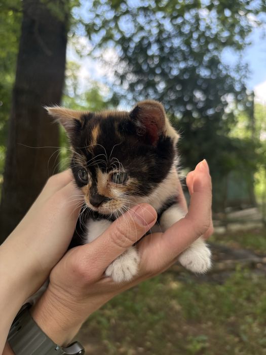 Кошеня в гарні руки (безкоштовно)