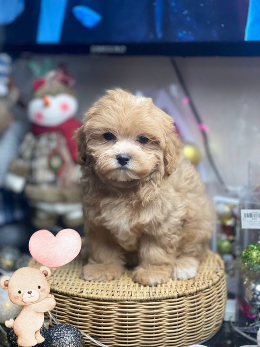 Мальтіпу бебі фейс! Мальтипу! Доставка!