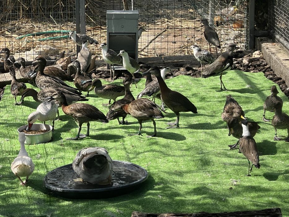 Aves aquáticas / Patos ornamentais e aves limicolas