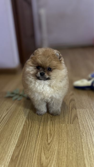 Пухнаста руда хмаринка