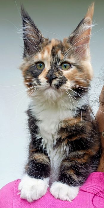Dziewczynka Maine Coon
