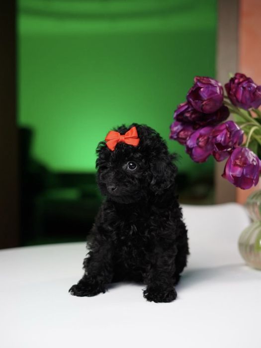 Хлопчик мальтіпу — добрий, грайливий та вихований