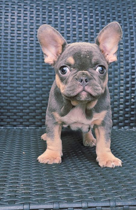 Bulldog francês Macho cor Blue And Tan