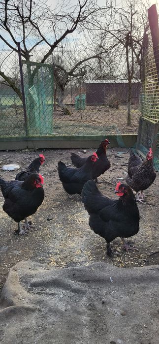 Jajka lęgowe marans