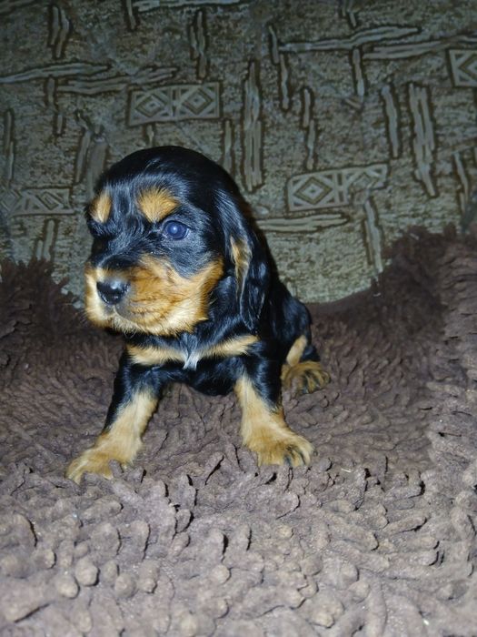 Cocker Spaniel Angielski