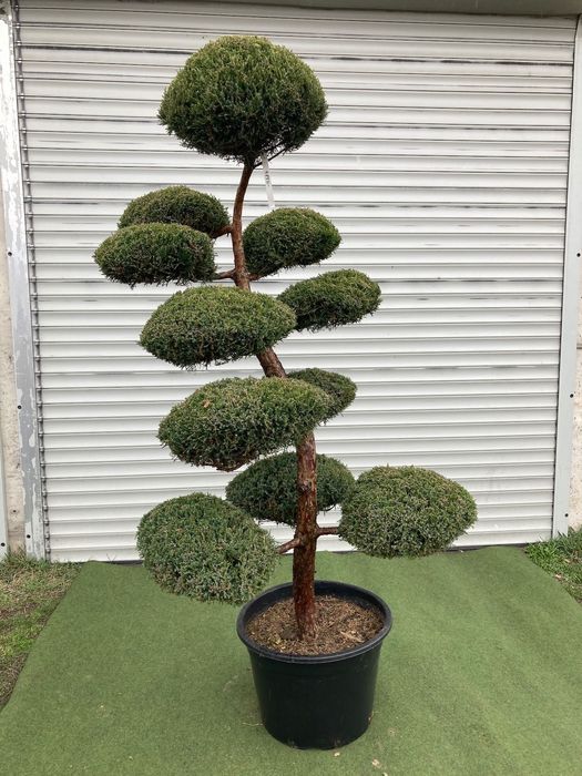 Bonsai z Jałowca pośredniego "Mint Julep" - 180 cm WSPANIAŁY
