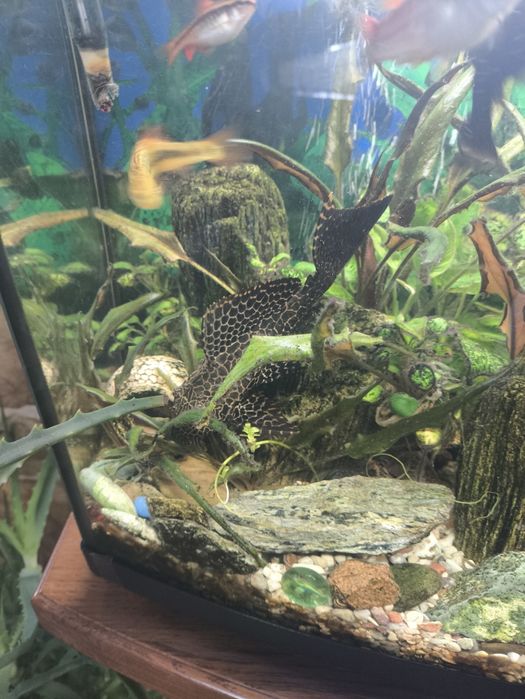 Rybki mini zoo glonojad