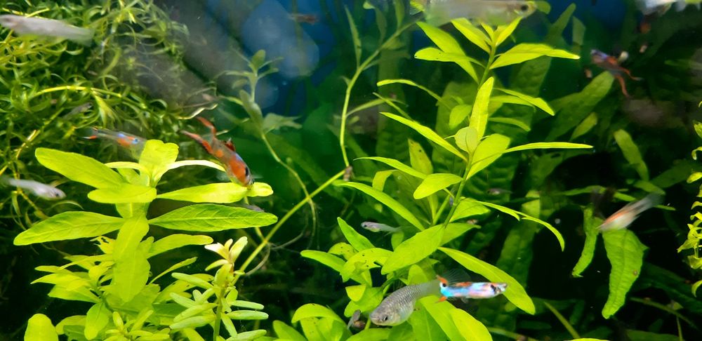 Guppys endler black bar