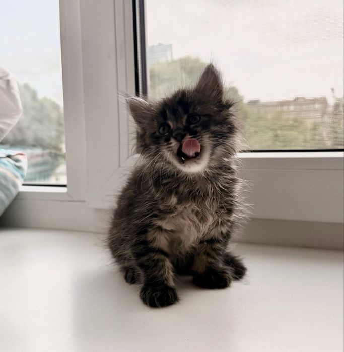 Котёнок мейн-кун окраса черепаха девочка