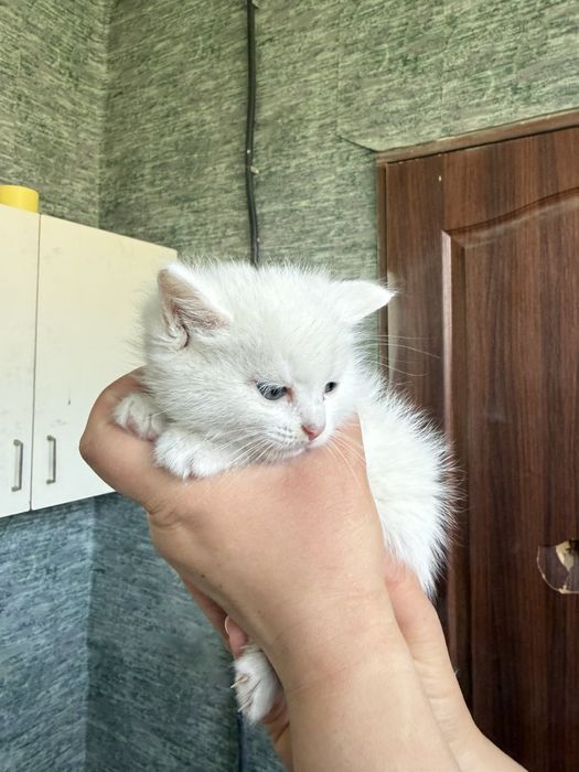Дуже гарні кошенята Чернівці