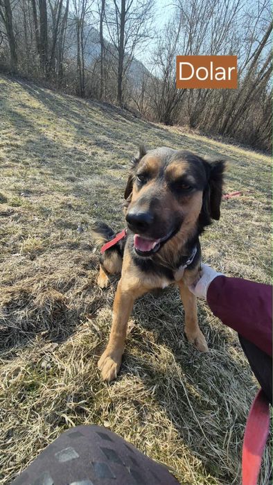 Pies do adopcji - super kompan na dlugie wycieczki