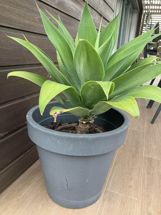 Vaso com planta agave media grande
