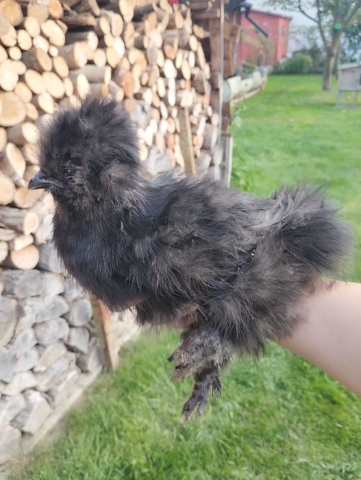 Zamienię lub sprzedam koguta rasy Silka Jedwabista