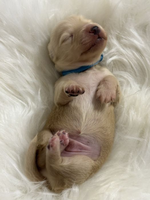 Jamnik Kremowy (English Cream) -  Rodzice Wolni od Chorób Genetycznych