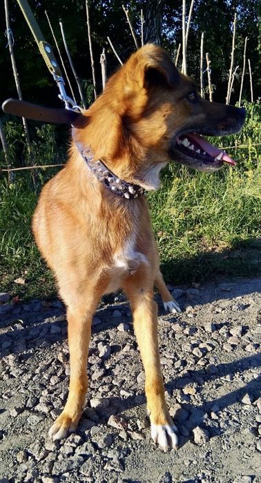 Буся шукає родину