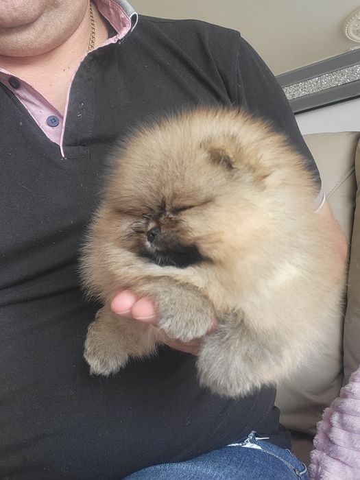 Szpic miniaturowy pomeranian