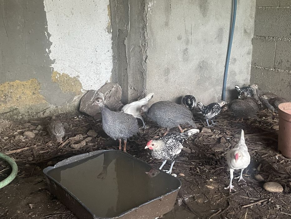 Galinhas de angola