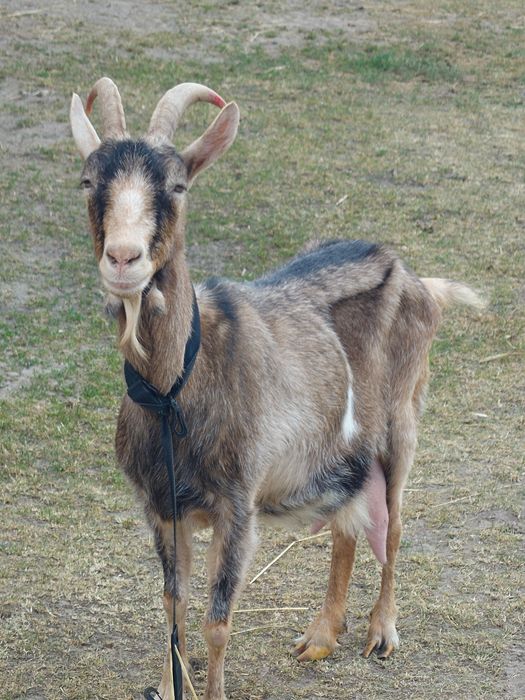 Koza alpejska wysoko  mleczna