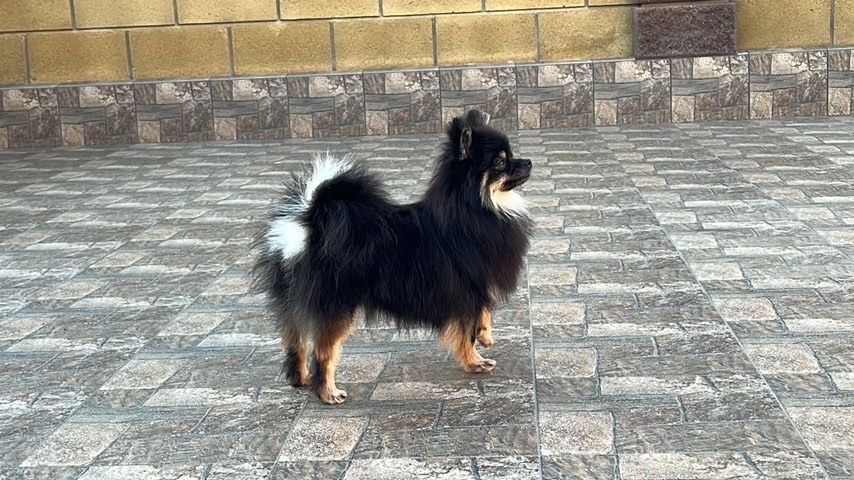 Пропала собака дівчинка