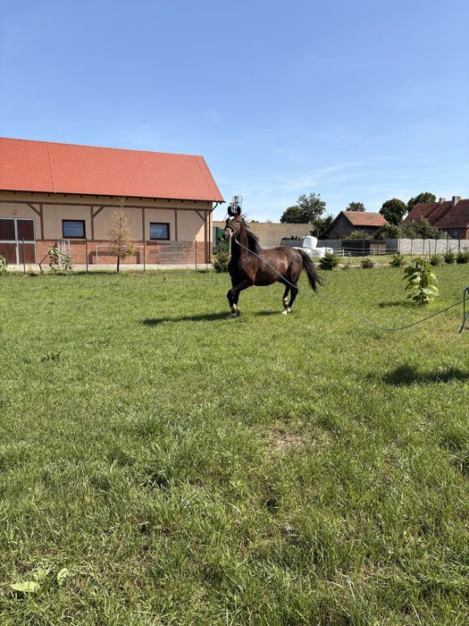 Polski Koń Sportowy