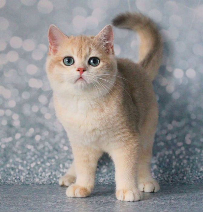 Британський котик шиншила - голубе золото