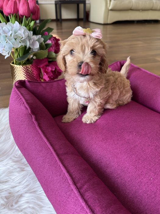 Карамельні мальтипу ф1