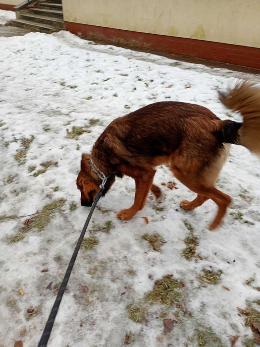 Oddam psa w dobre ręce