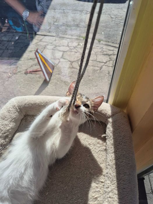 Artek do adopcji