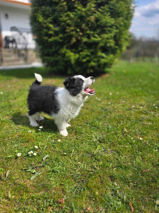 Border Collie ZKWP FCI pies