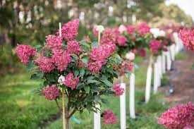 Hortensja bukietowa  Czerwona na pniu 95 zł