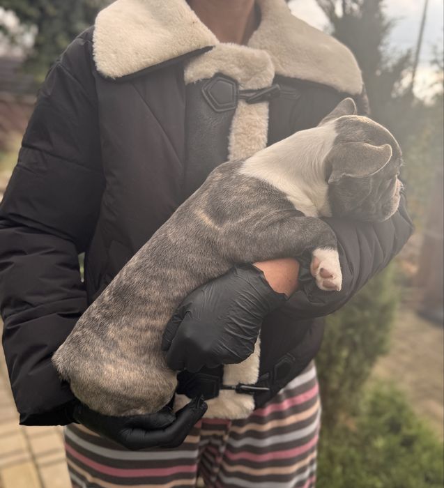 Французькі Бульдоги (Чорна П’ятниця - 3000 грн) Віддам зі знижкою