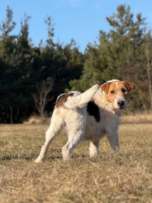 TAJSON - sympatyczny, rezolutny psiak w typie teriera do adopcji