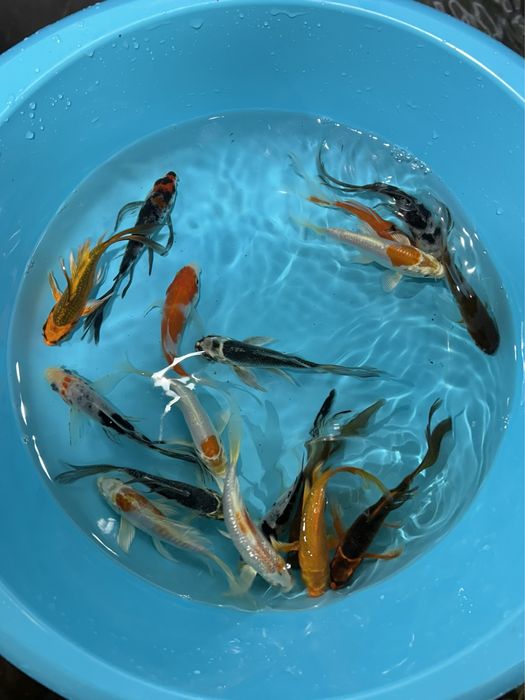 Carpas Koi Véu / Butterfly 15-20cm - FAÇO ENVIO