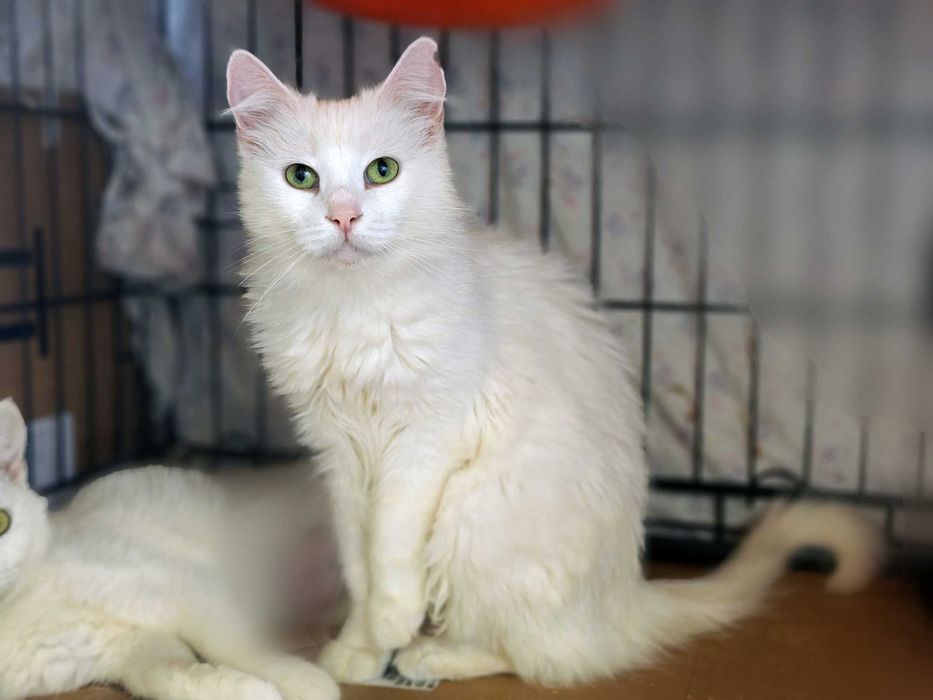 Нежная очаровательная девочка Софочка ждет,  1 год