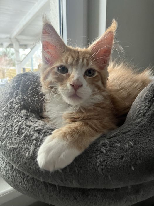 Kocięta  Maine Coon