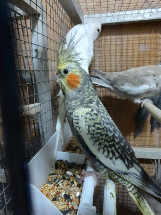 Nimfy wystawowe młode 2025