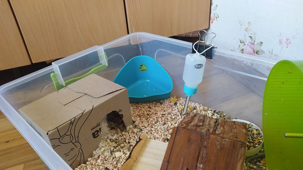 Хом'як джунгарик з власною квартирою )