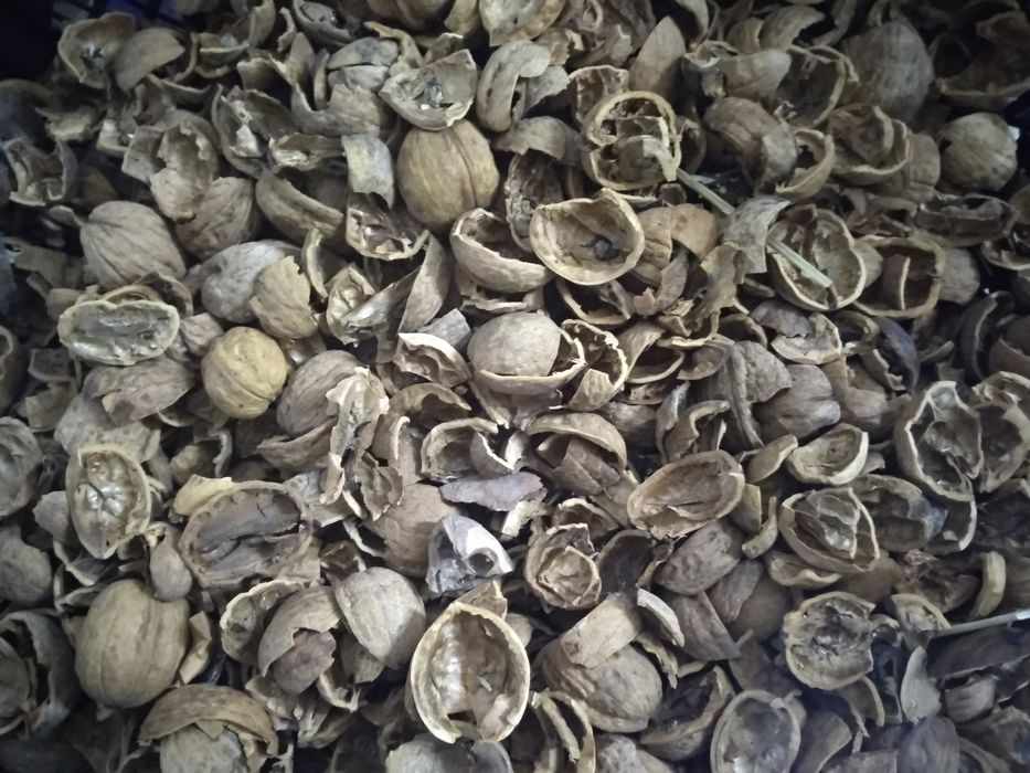Скорлупа грецкого ореха