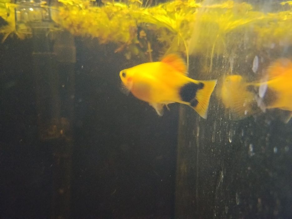 Zmienniak plamisty mickey mouse 2 sztuki