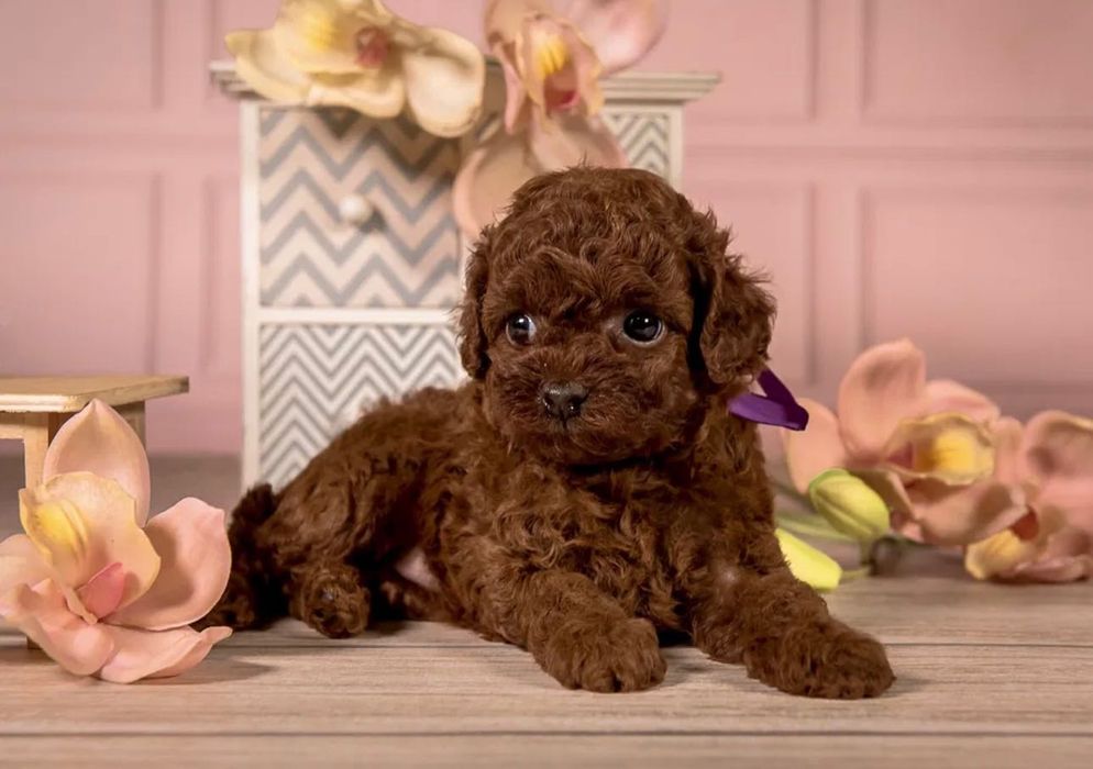 Pudel toy red piękna ostatnia suczka